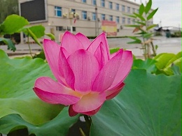 【金帅悦读】《日行一善 行动手册》连载之一
