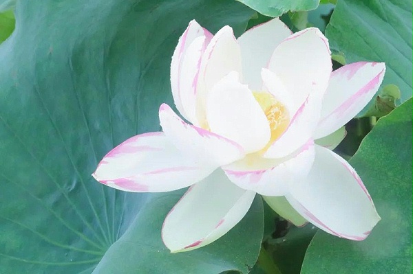 微信图片_20200728175600